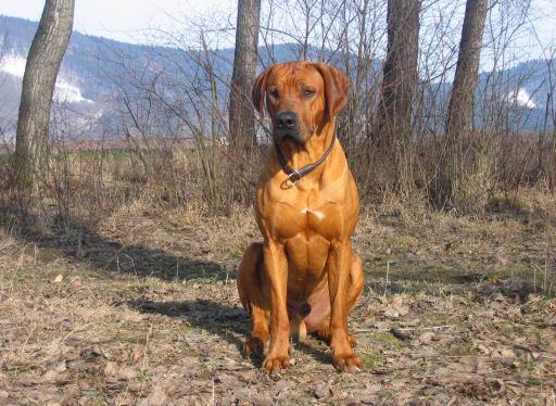 junior (2).jpg